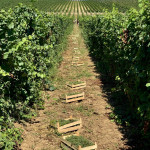 Соколов Замак